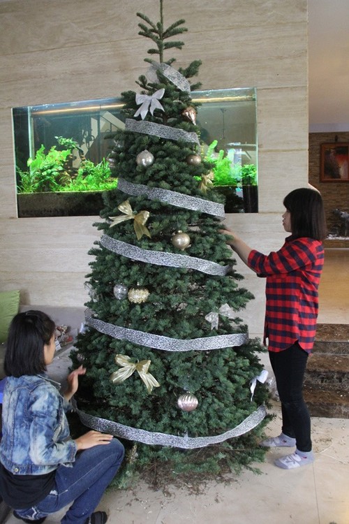 Hanoians keen to buy fresh pine trees as Christmas comes near - ảnh 6